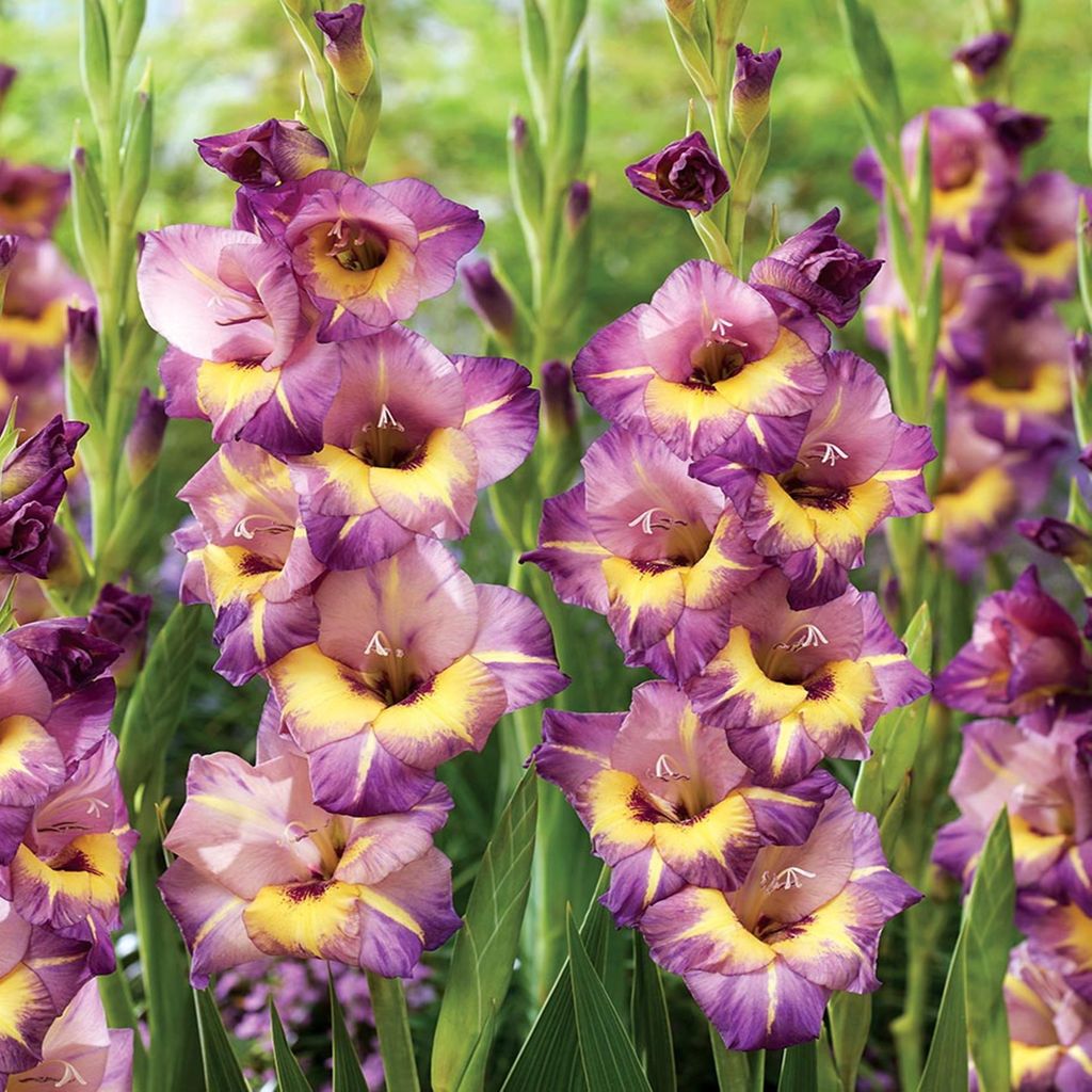 Gladiolo a fiore grande Joplin 5 pezzi Gladioli bulbi di Immagine del prodotto 