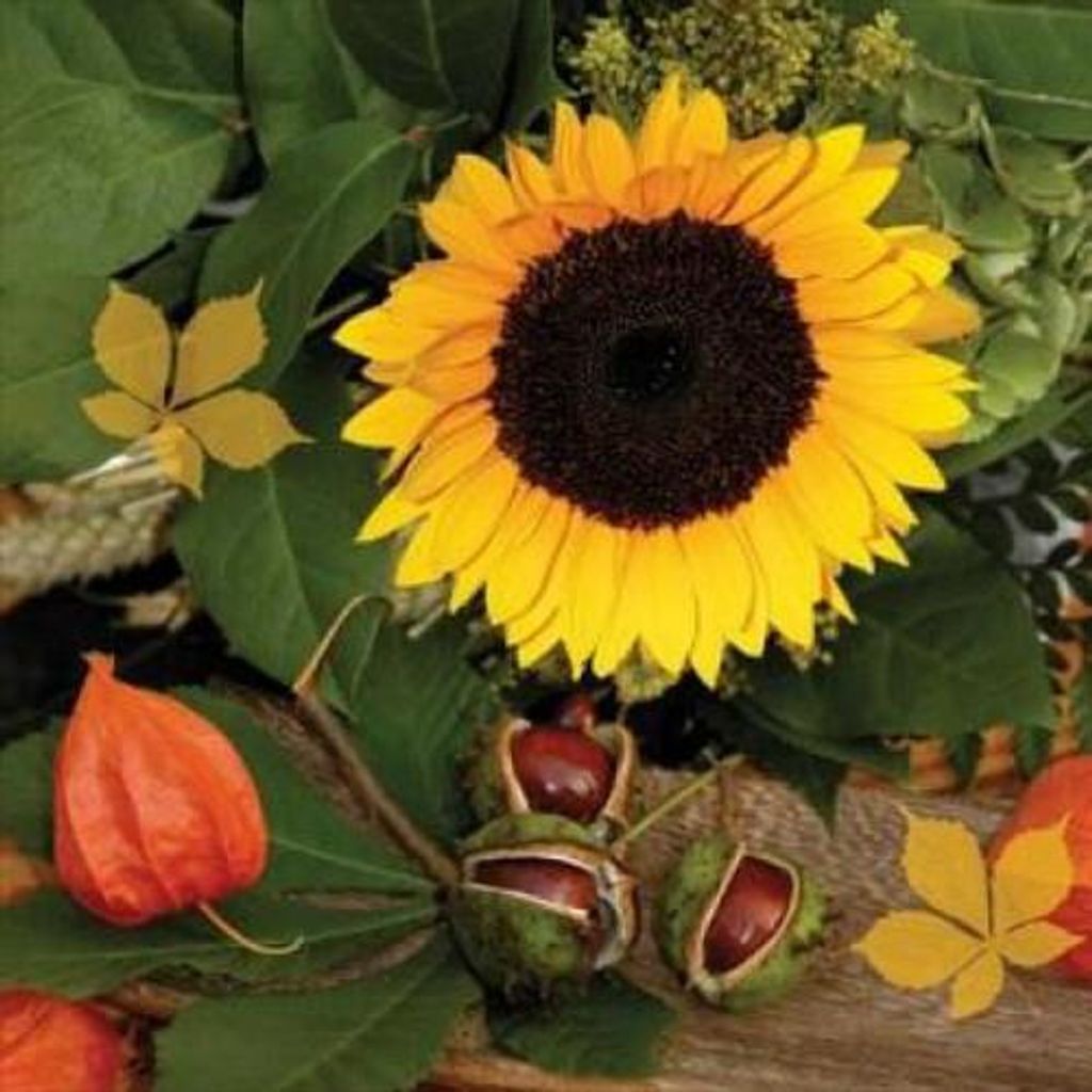 Servietten 33x33 cm - Castagne e Girasole Produktbild 