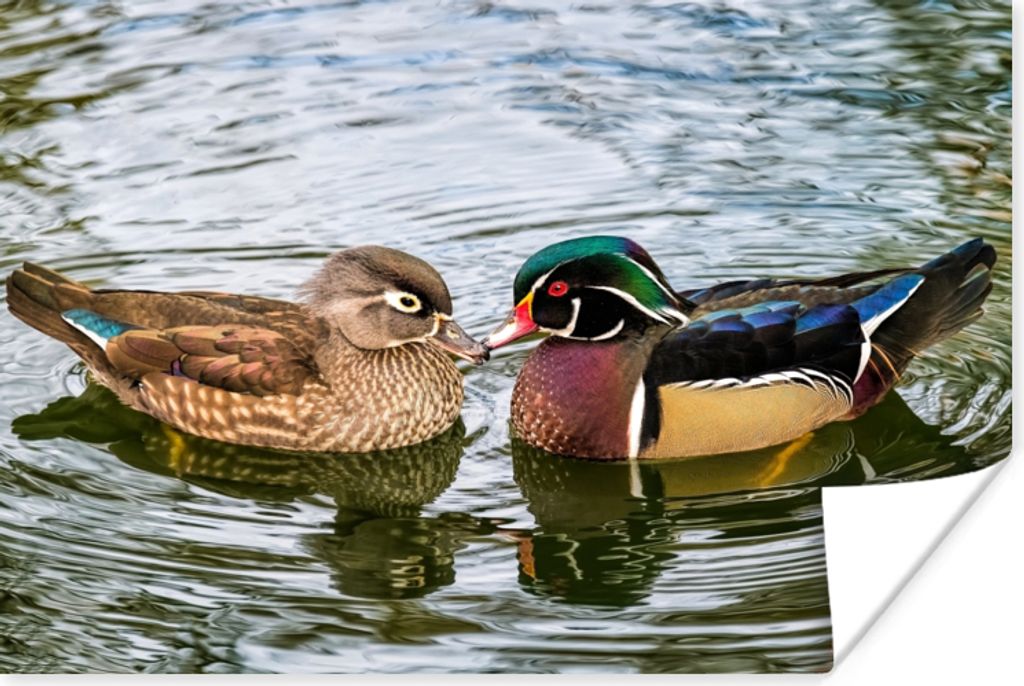 MuchoWow Poster Ente - Vögel - Wasser - Federn - Tiere 30x20 cm - Plakate - Print