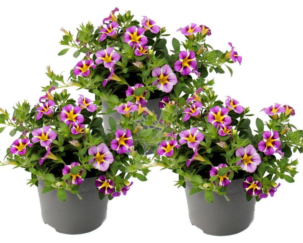 Zauberglöckchen : Mini-pétunias retombantes Calibrachoa, Image du produit 
