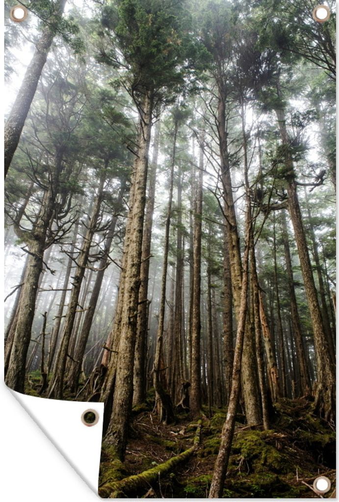 MuchoWow 60x90 cm Outdoor-Poster Gartendeko Sichtschutz Garten Poster für den Garten Die Wälder des kanadischen Archipels Haida Gwaii in Briti...