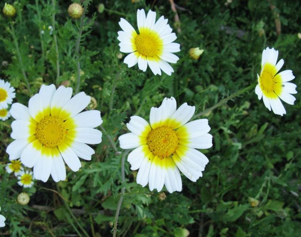 Shungiku Speisechrysantheme 50 Samen Produktbild 