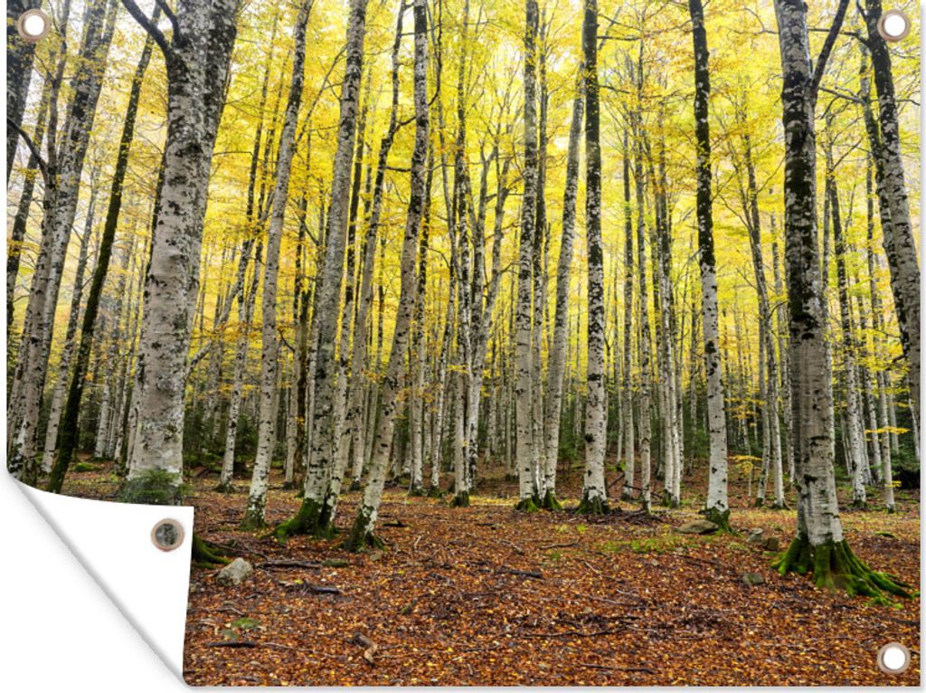 MuchoWow 40x30 cm Outdoor-Poster Gartendeko Sichtschutz Garten Poster für den Garten Wald - Bäume - Gelb