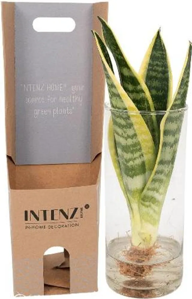 Plante Sansevieria pour bureau et appartement sans lumière directe