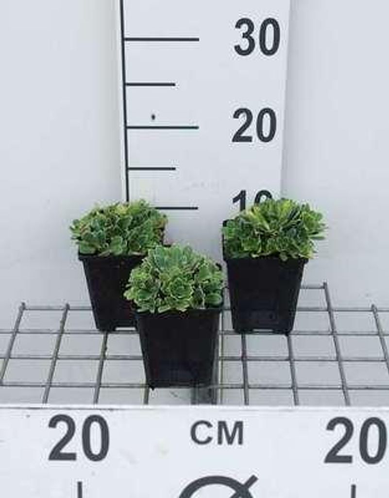 6 x Saxifraga cotyledon 'Southside Seedling' - Steinbrech - Topf 9 x 9 cm
