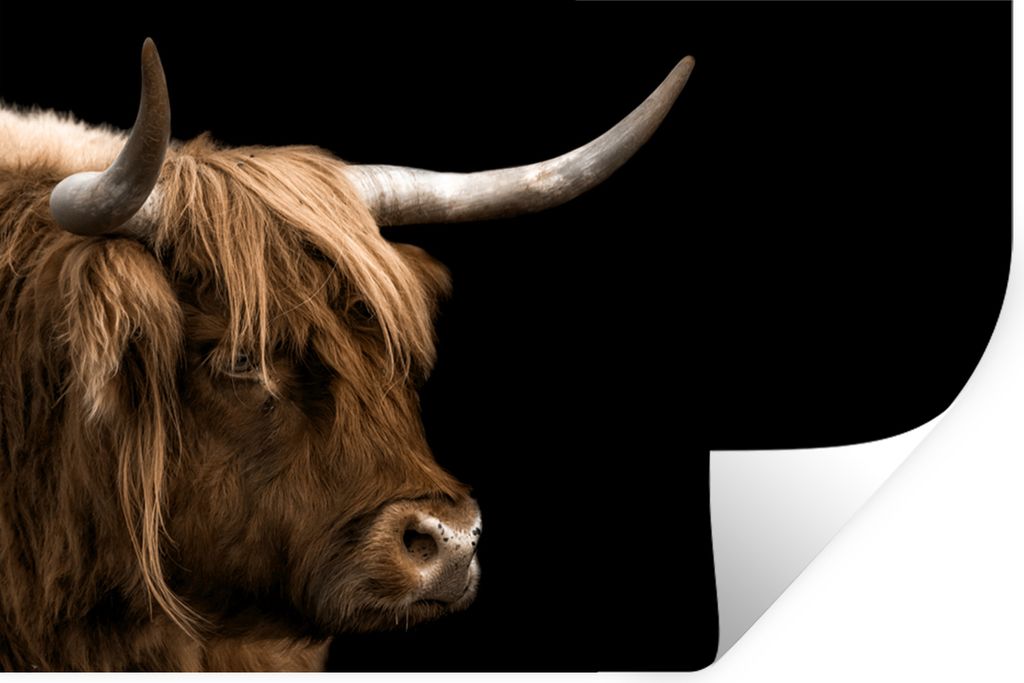 MuchoWow Wandtattoo Wandsticker Wandaufkleber Schottischer Highlander - Tiere - Kuh 60x40 cm Selbstklebend und Repositionierbar - Wierderverwendb...