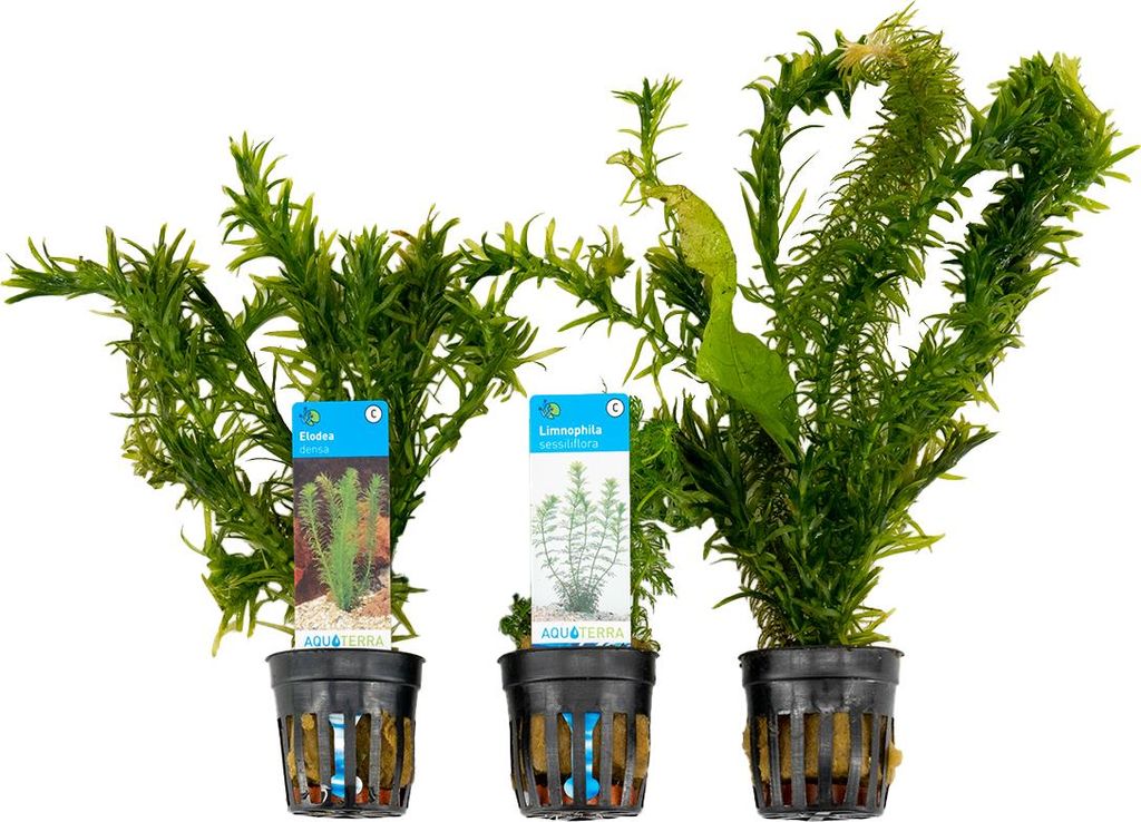 3er Set - Aquarium Pflanzen Echt - Aquarium Zubehör - Produktbild 