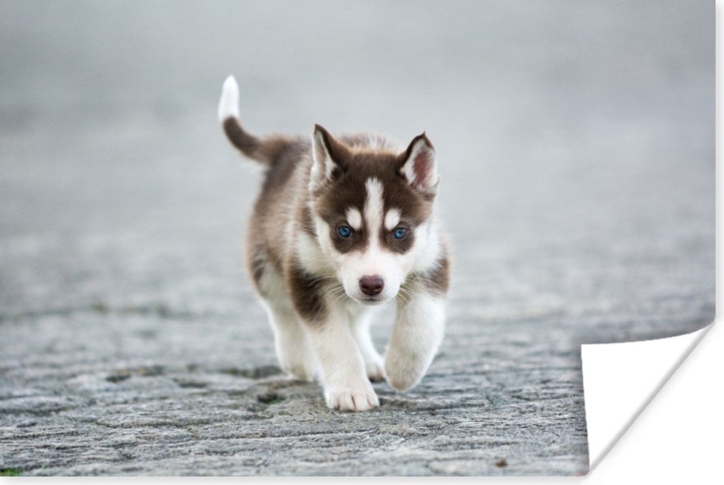 MuchoWow® Poster Husky-Welpe läuft über die Straße 180x120 Produktbild 