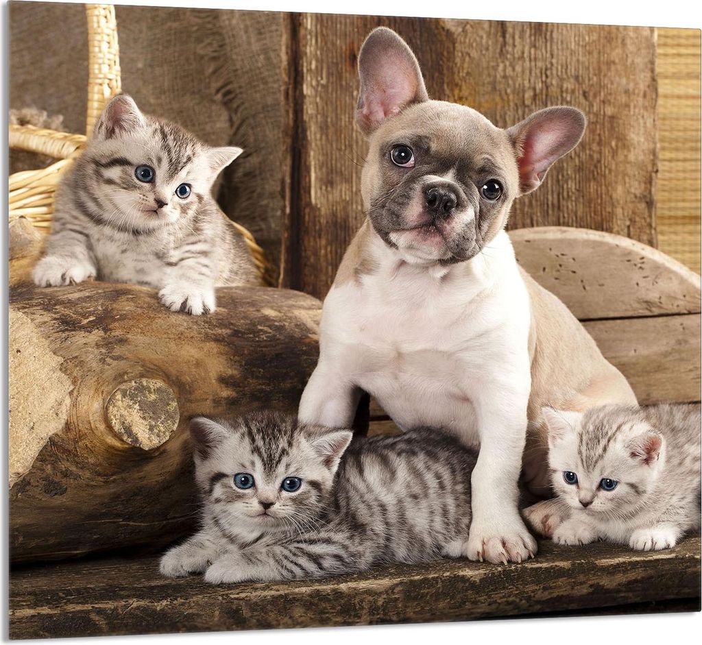 GLASPLATTE FÜR KÜCHE 65x60 Hund