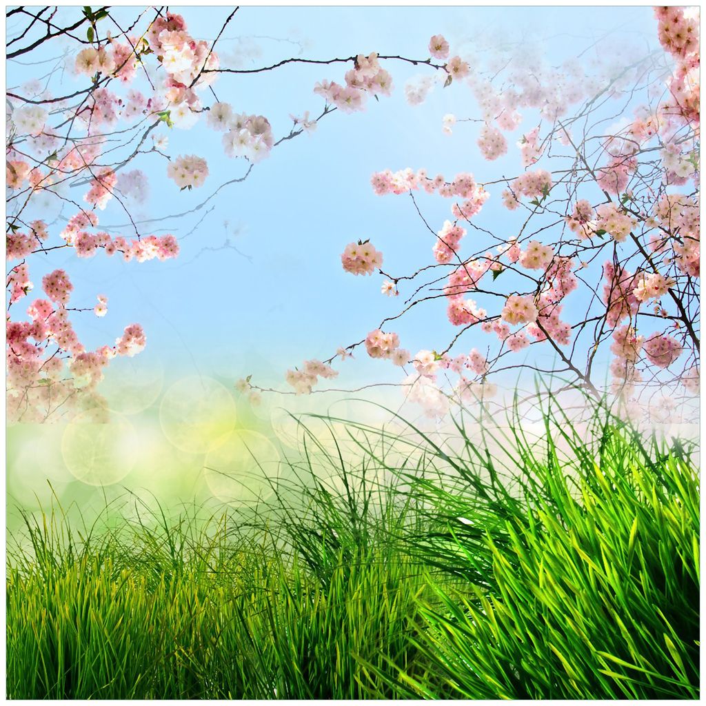 Wallario Magnet für Kühlschrank / Geschirrspüler, magnetisch haftende Folie - 60 x 60 cm, Motiv: Kirschblütenzweige und grüne Wiese- Frühling