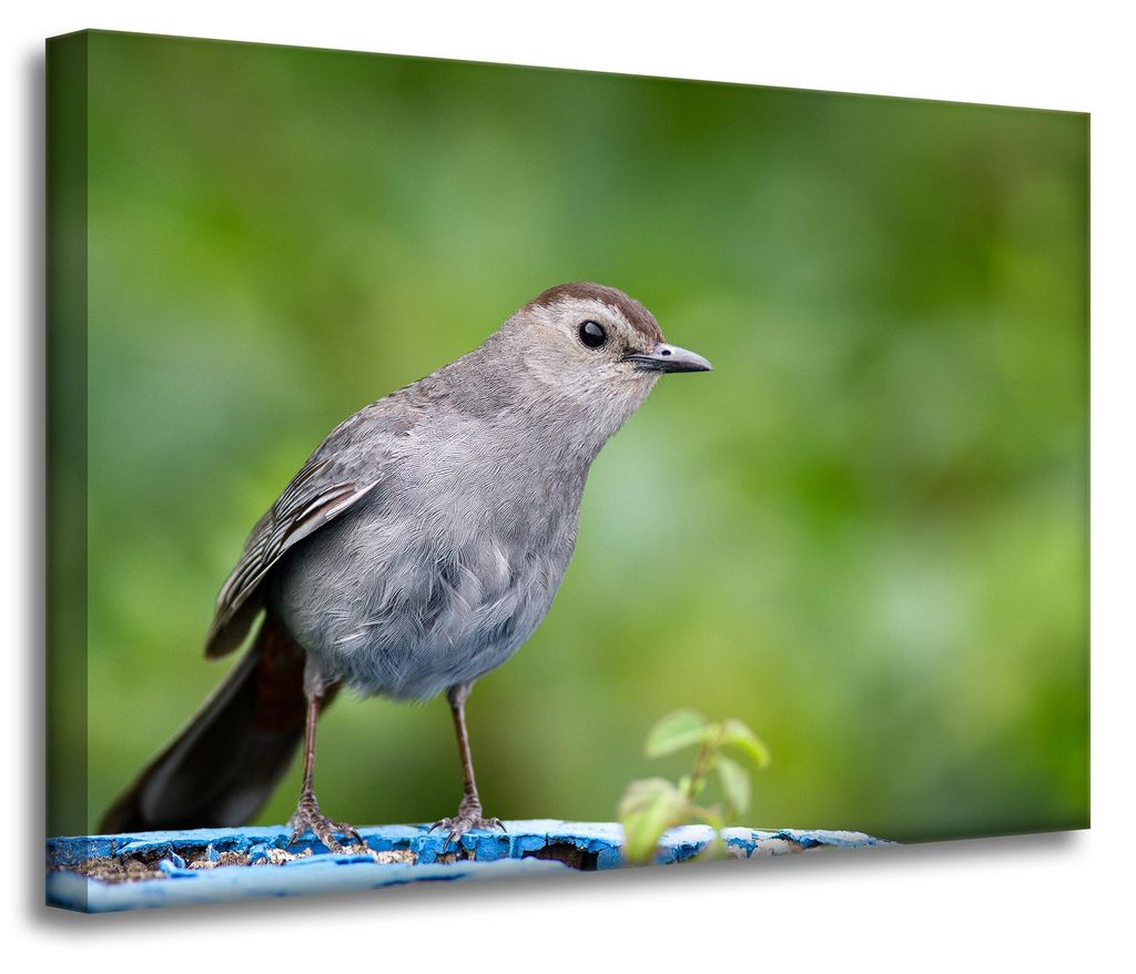 Leinwanddruck Tiere Sitzender Vogel 70x50