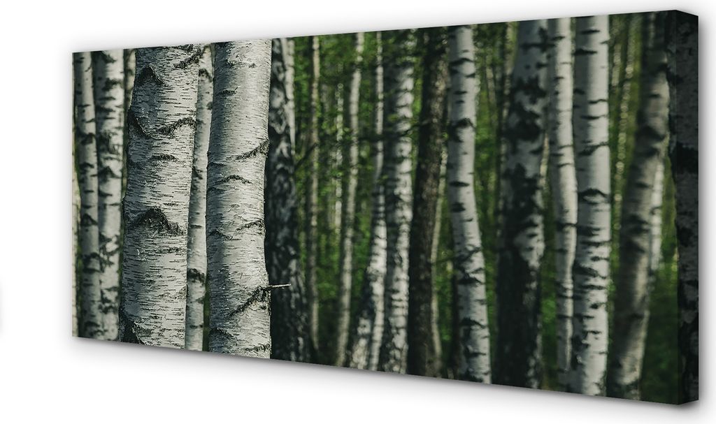 Leinwandbild 140x70 Wandkunst Birkenwald