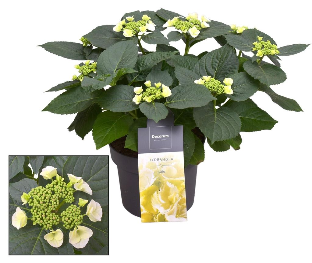Hortensie Teller Benxi Weiß, weiße Tellerhortensie mit 7-12 Blütenköpfen, Ø23cm 45cm hoch, blühende Gartenpflanze für Balkon, Terrasse, Küb...