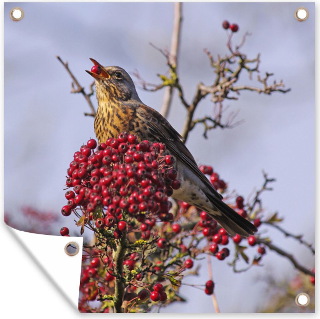 MuchoWow 100x100 cm Outdoor-Poster Gartendeko Sichtschutz Garten Poster für den Garten Eine Singdrossel frisst eine rote Beere
