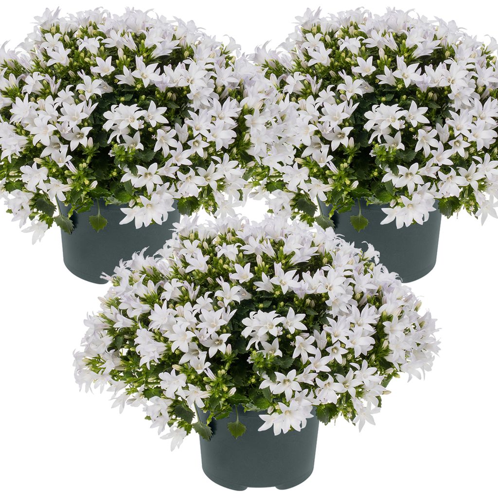 3er-Set - Campanula Ambella White - Glockenblume - Produktbild 