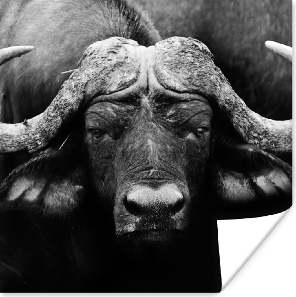 MuchoWow Poster Tiere - Büffel - Schwarz - Weiß - Porträt 100x100 cm - Babyzimmer