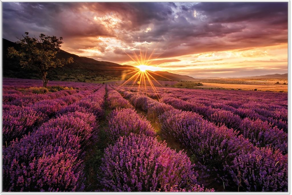 Wallario Wandbild Lavendelfeld bei Sonnenuntergang - Sonnenstrahlen, Größe: 61 x 91,50 cm, Poster mit weißem Aluminiumrahmen