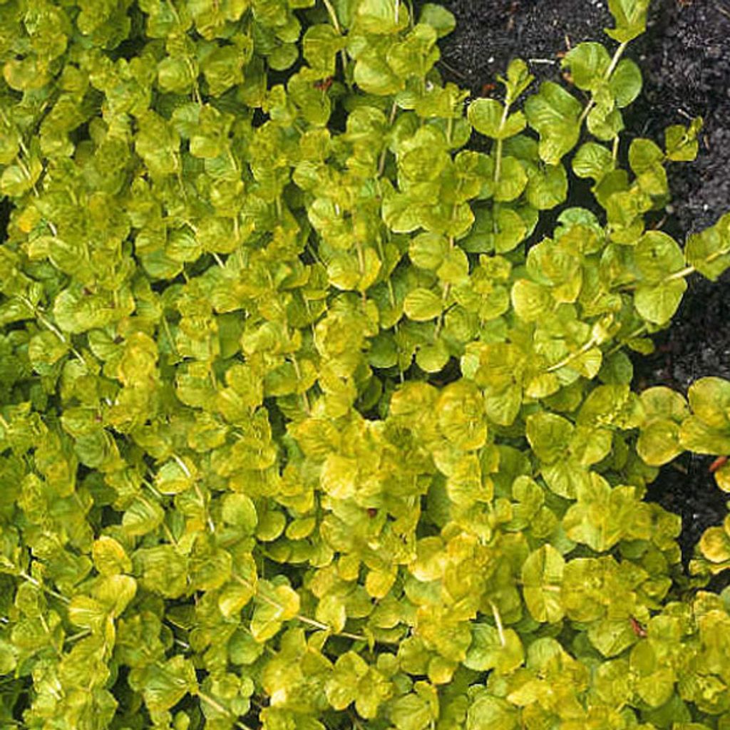 6 x penízovka  - Lysimachia nummularia 'Aurea'  | Květináč Obrázek produktu 