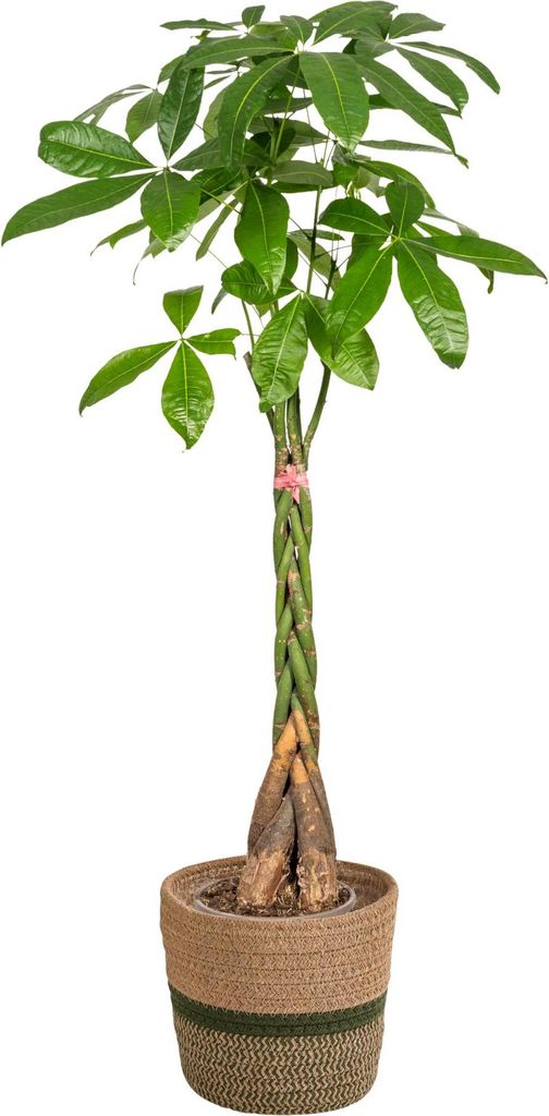 Pachira Aquatica con cesto in vimini - Altezza 120-140cm - Immagine del prodotto 
