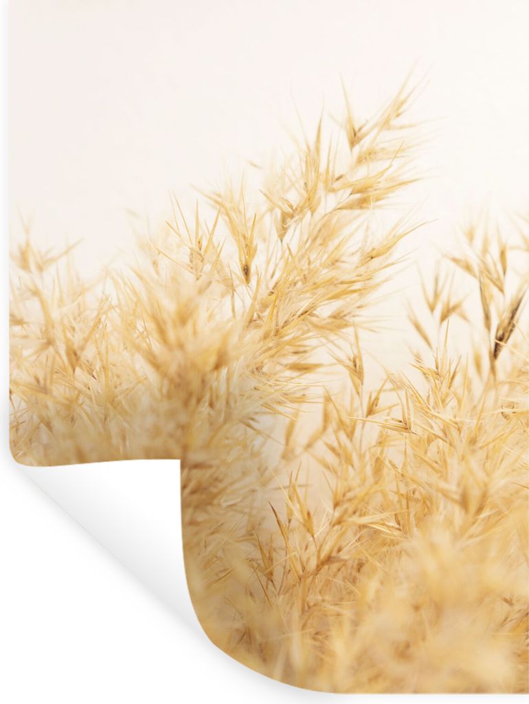 MuchoWow Wandtattoo Wandsticker Wandaufkleber Pampasgras - Sonne - Gras 90x120 cm Selbstklebend und Repositionierbar - Faltenfrei