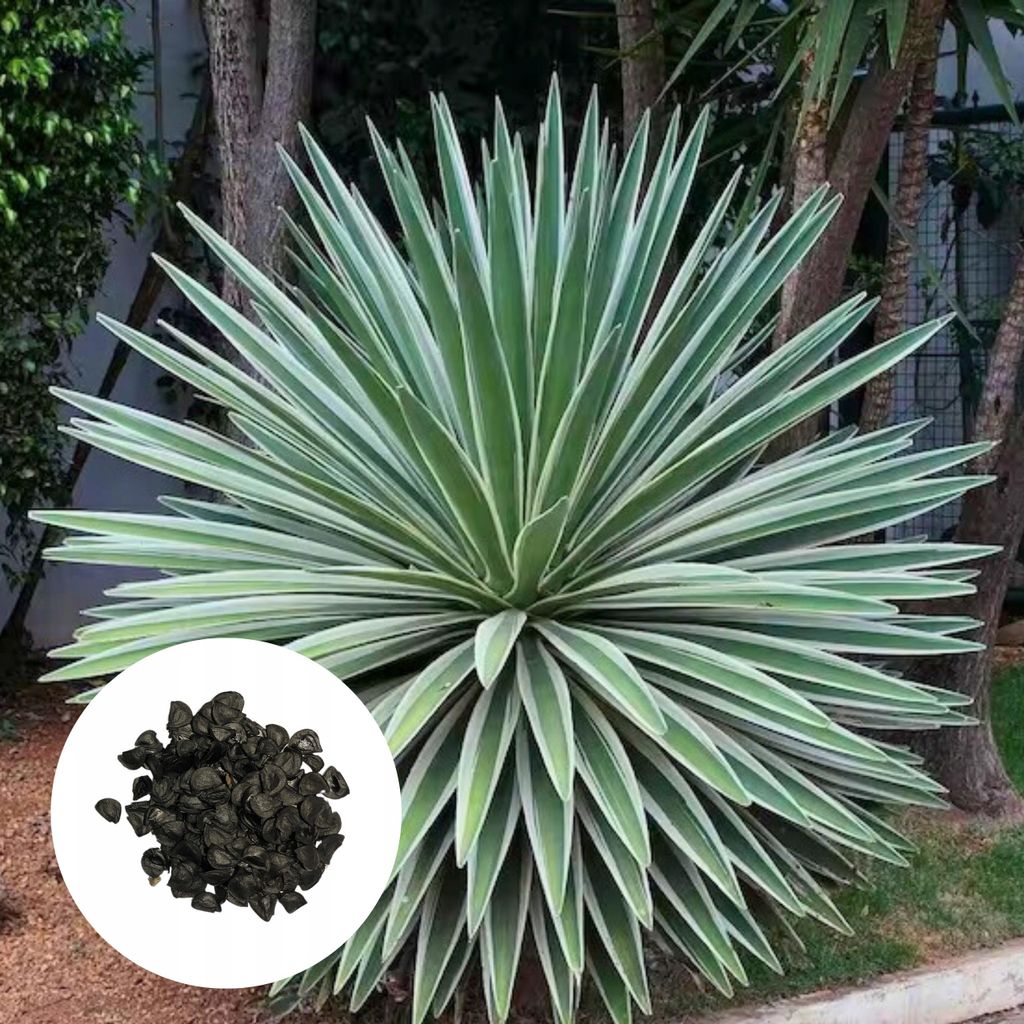 Semena Agave Angustifolia Variegata - balení 5 ks - Obrázek produktu 