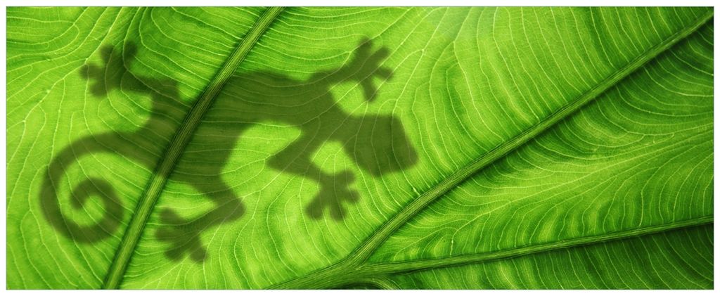 Wallario Wandbild aus Acryl, 200 x 80 cm, freischwebende Optik - Gecko Schatten auf grünem Blatt - Umriss