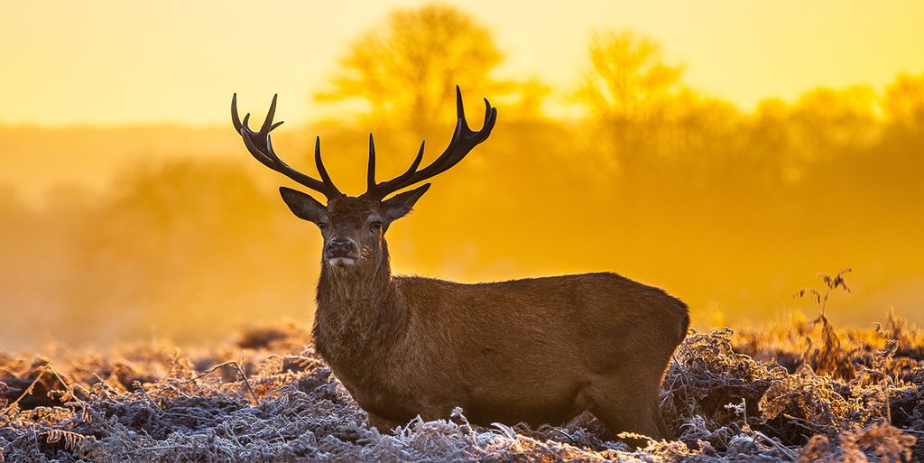 Tulup Leinwandbild - 120x60 cm - Wandkunst - Drucke auf Leinwand - Leinwanddruck - Tiere - Orange - Hirsch Sonnenaufgang