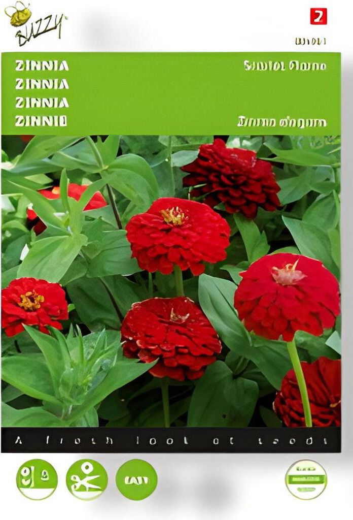 Zinnie Scarlet Flame | Zinniensamen von Buzzy Seeds
