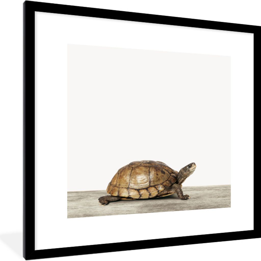 MuchoWow Gerahmtes Poster Schildkröte - Junge - Tiere - Kinder - Mädchen 40x40 cm - Poster mit Schwarzem Bilderrahmen Wandposter Rahmen Foto Bi...