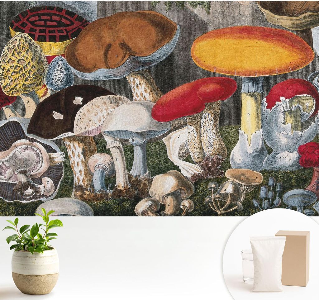 Fototapete - 104x70 cm - Tapete - Wandtapete - Wandbilder - Dekofolie - Tapete Folie - Wand - Dekoration - Wohnzimmer - Botanische Pilze