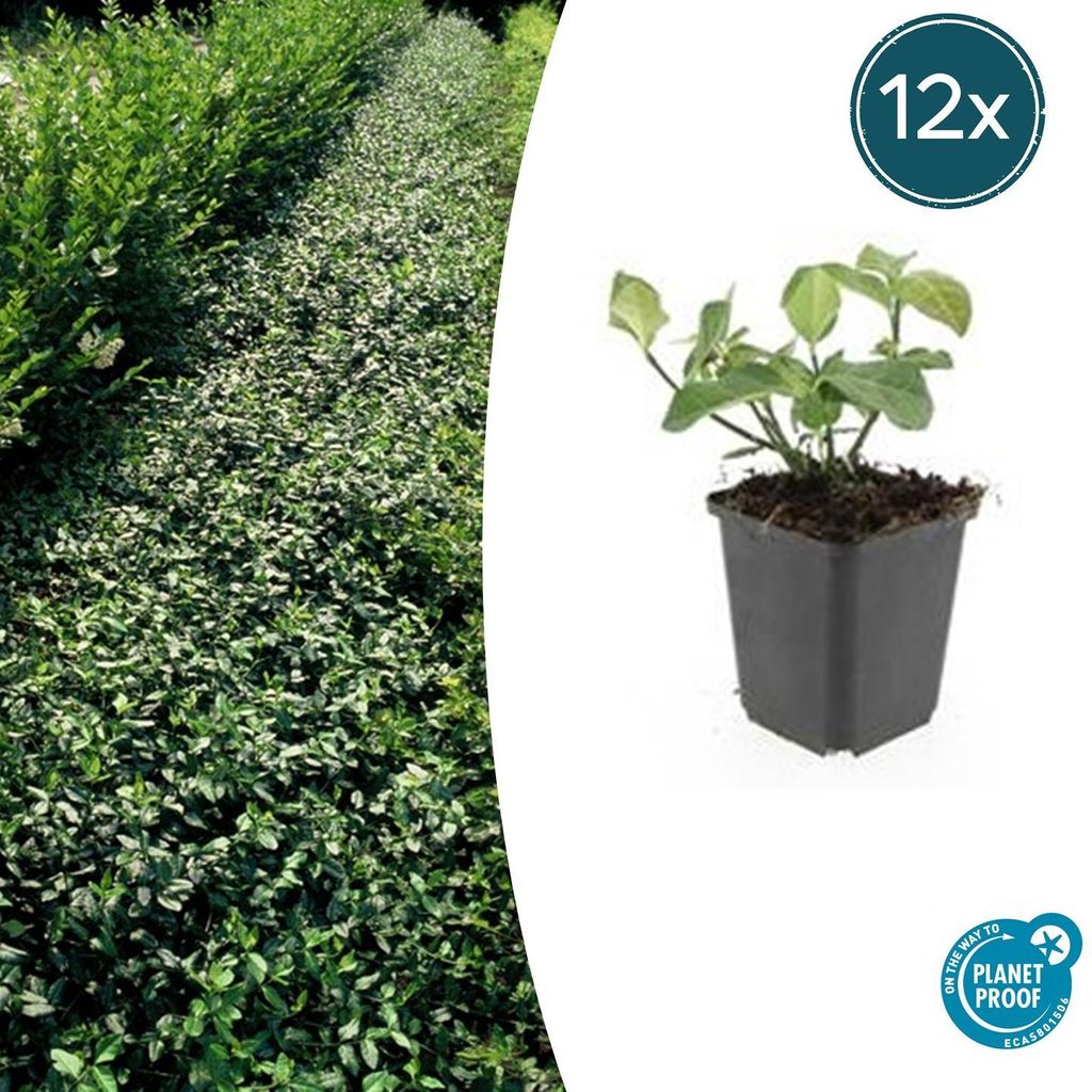 Bodendecker - Spindelbaum - Euonymus fortunei 'Dart's Blanket' - 9cm Topf - Set mit 12 Pflanzen