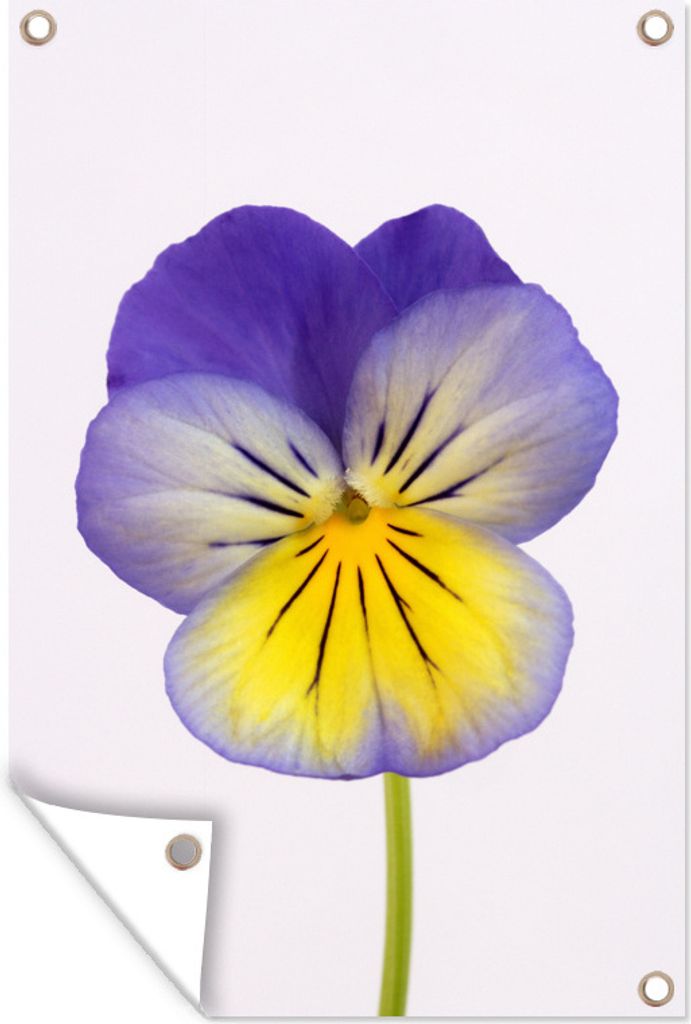 MuchoWow 80x120 cm Outdoor-Poster Gartendeko Sichtschutz Garten Poster für den Garten Violett gelb blau