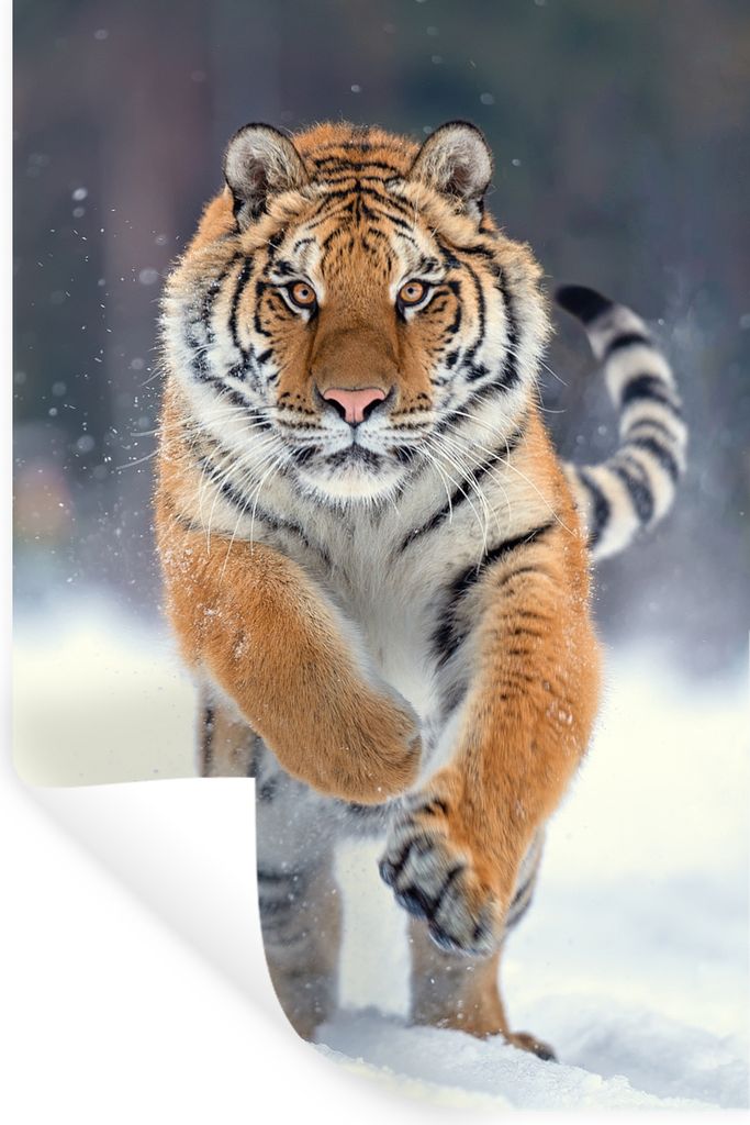 MuchoWow Wandtattoo Wandsticker Wandaufkleber Tiger - Landschaft - Schnee - Tiere 20x30 cm Selbstklebend und Repositionierbar - Sticker - Dekorfolie