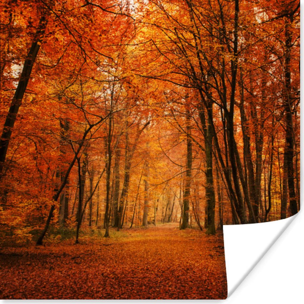 MuchoWow Poster Ein Wald mit Herbstfarben 30x30 cm - Wandposter - Printing