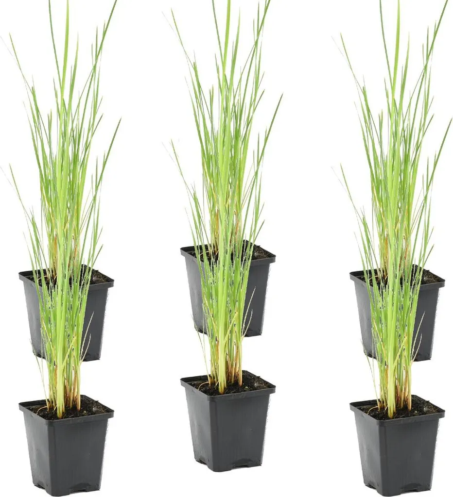 Plantes de Bassin Typha Latifolia Lot de 6 Cigares des Marais 15-25cm