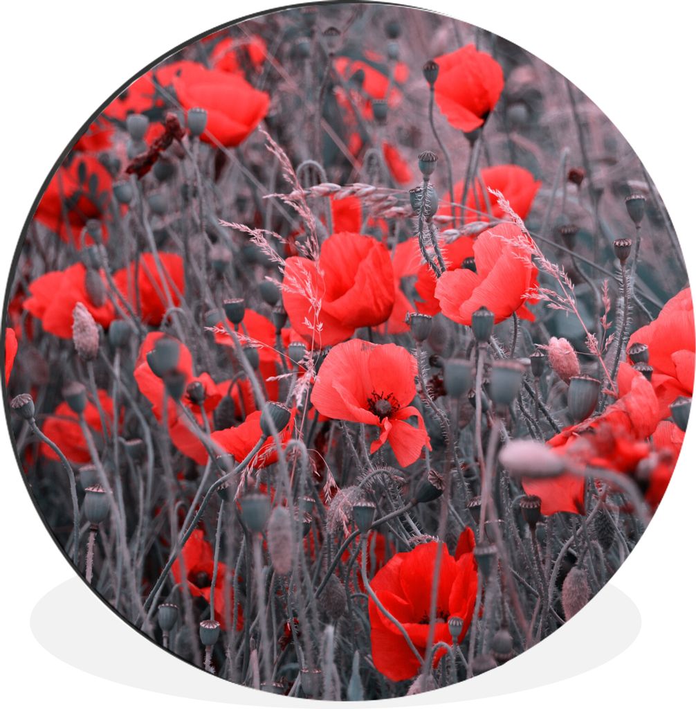 MuchoWow Aluminium Wandkreis Rote Mohnblumen in einem Schwarz-Weiß-Bild Ø 30 cm Wanddeko Modern Wohnzimmer - Wand Bild - Wohnzimmer - Runde Bil...