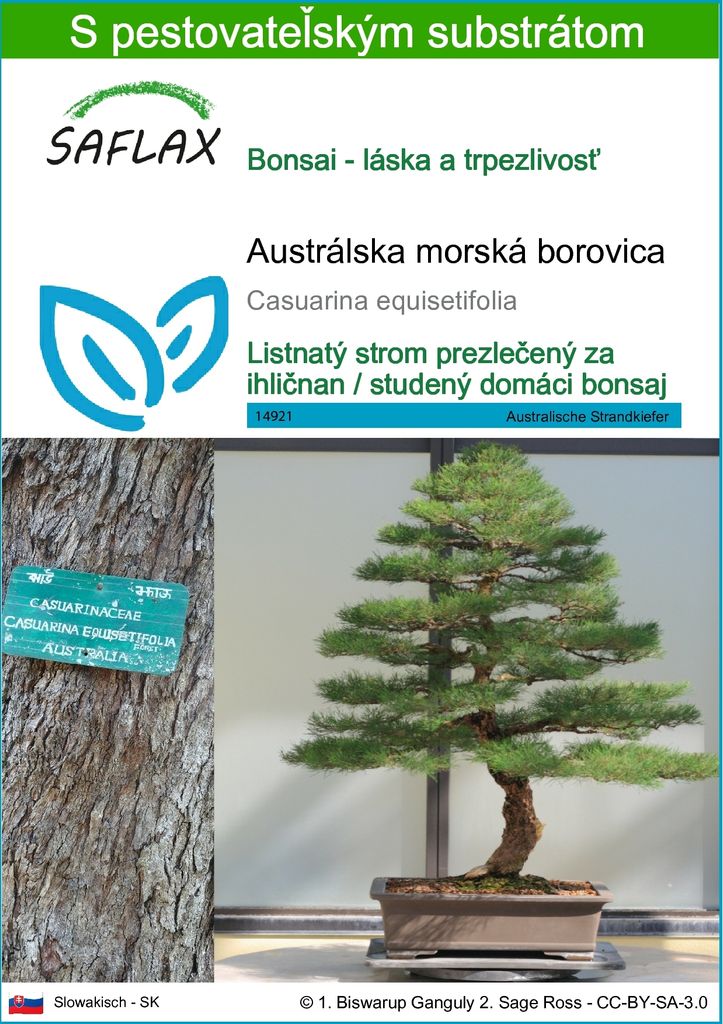 SAFLAX - Austrálska morská borovica - Casuarina Obrázok produktu 