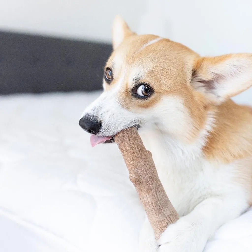 Gioco Cane Petstages Dogwood Medio: Felicità Pura e Sicura per Lui - 6