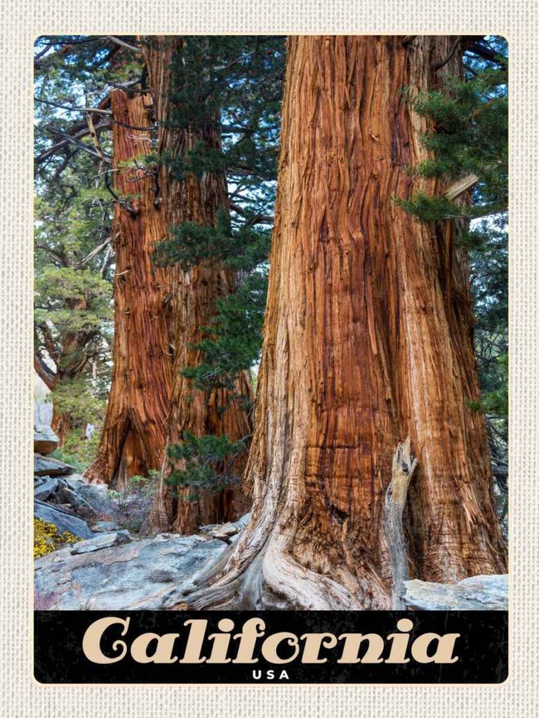 vianmo Holzschild 40x30 cm California Amerika Natur Wald Bäume Bildmotiv Reisemotiv USA