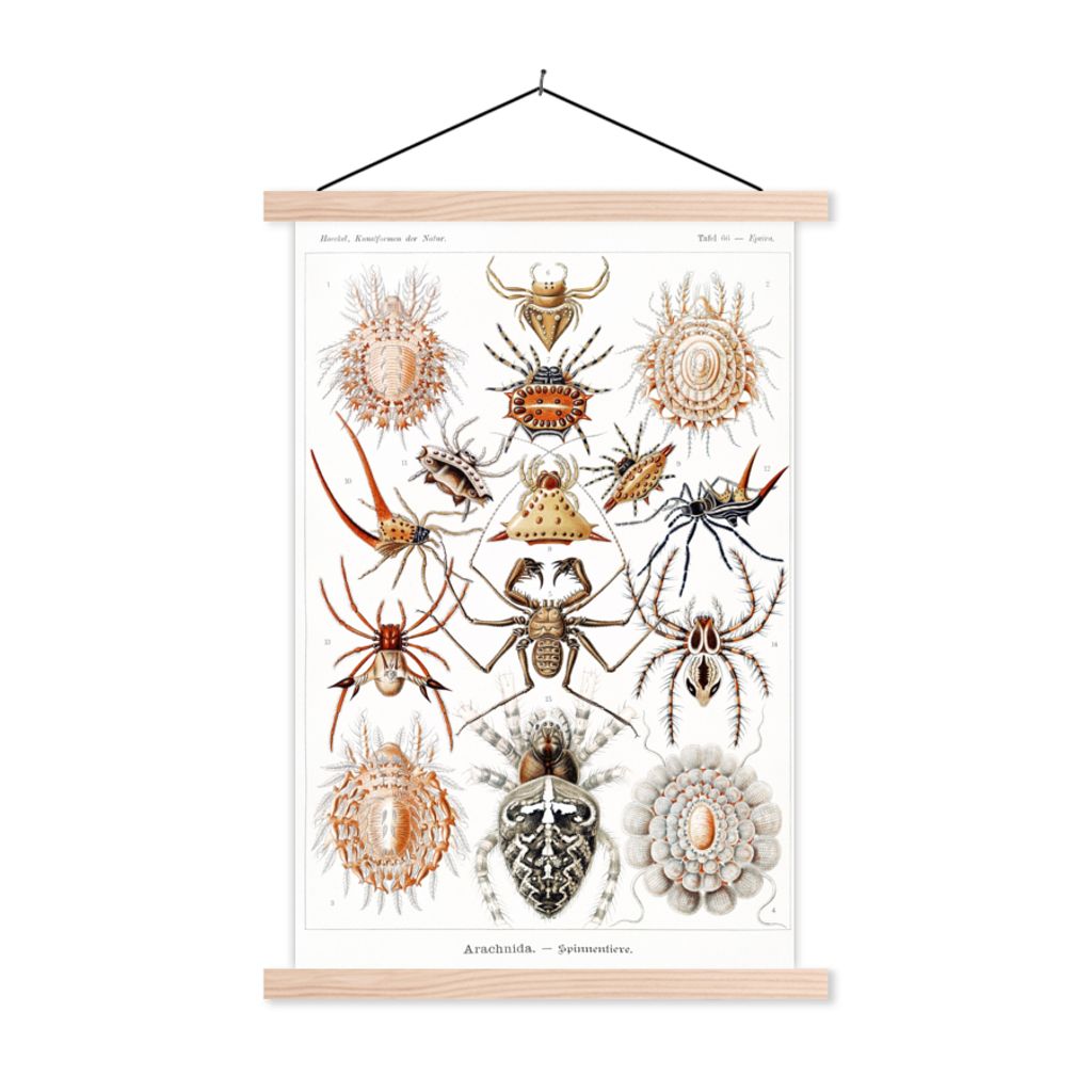 MuchoWow Textilposter Retro - Spinne - Ernst Haeckel - Spinnen 40x60 cm mit holzfarbenen Rahmen - Poster