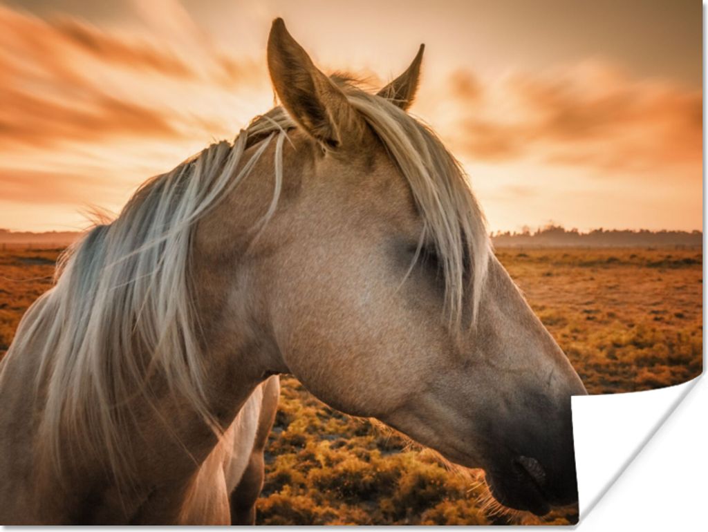 MuchoWow Poster Pferd - Tiere - Porträt 40x30 cm - Plakate für die Wände - Poster Wohnzimmer