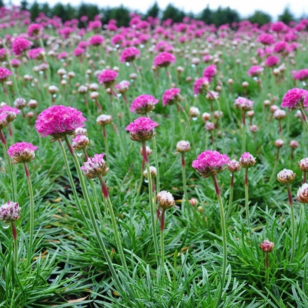 6 x Grasnelke - Armeria 'Dusseldorfer Stolz' | Topf 9cm x 9cm