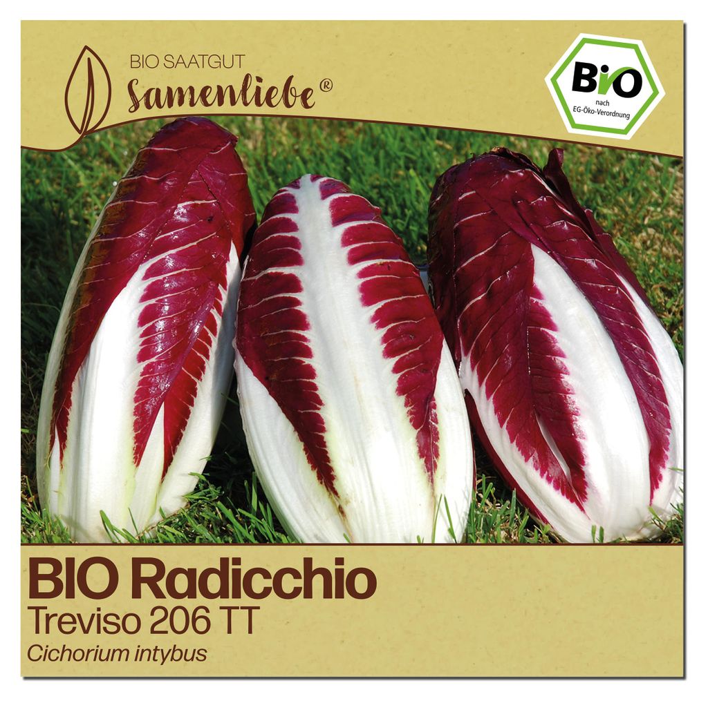 Samenliebe  Radicchio Samen | Treviso 206 TT - winterhart & Produktbild 
