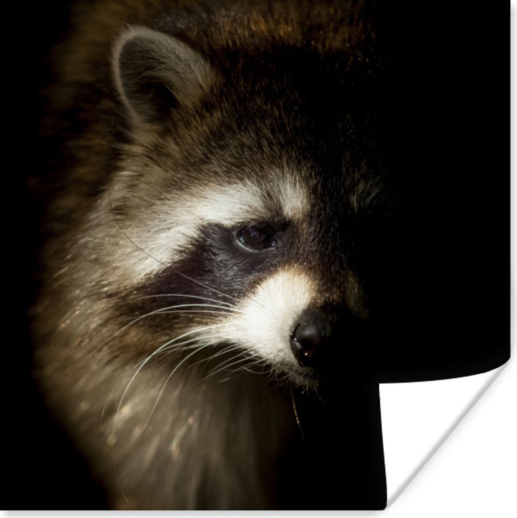 MuchoWow Poster Waschbär - Wilde Tiere - Schwarz 75x75 cm - Wand Dekoration