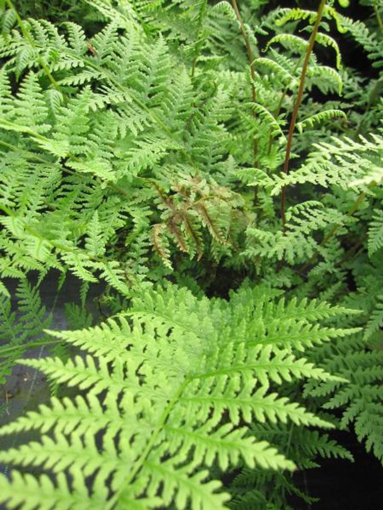 Wald-Frauenfarn Rotstiel - Athyrium filix-femina - 30-40cm