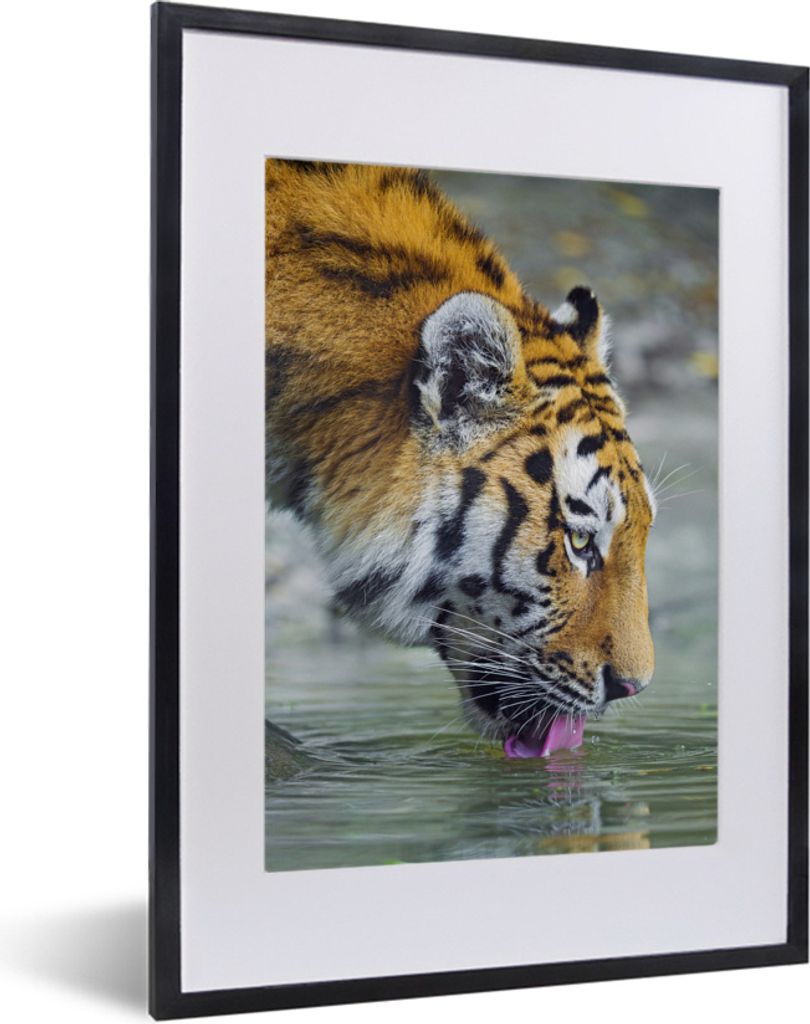 MuchoWow MuchoWow Gerahmtes Poster Tiger - Wasser - Zunge - Porträt 30x40 cm - Poster mit zchwarzem Bilderrahmen - Wandposter Schlafzimmer