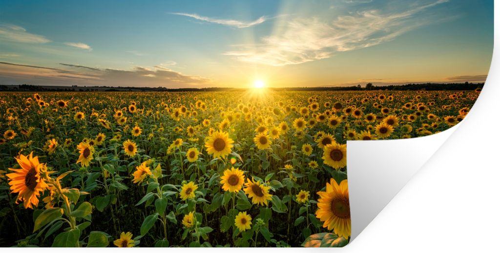 MuchoWow Wandtattoo Wandsticker Wandaufkleber Sonnenuntergang - Blumen - Sonnenblume - Horizont - Landschaft 40x20 cm Selbstklebend und Repositio...