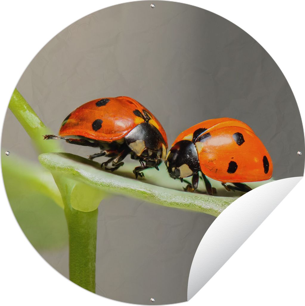 MuchoWow Gartenposter Outdoor-Poster Rund Zwei Marienkäfer auf Blatt Ø 150 cm Gartendeko Rundes Poster draußen