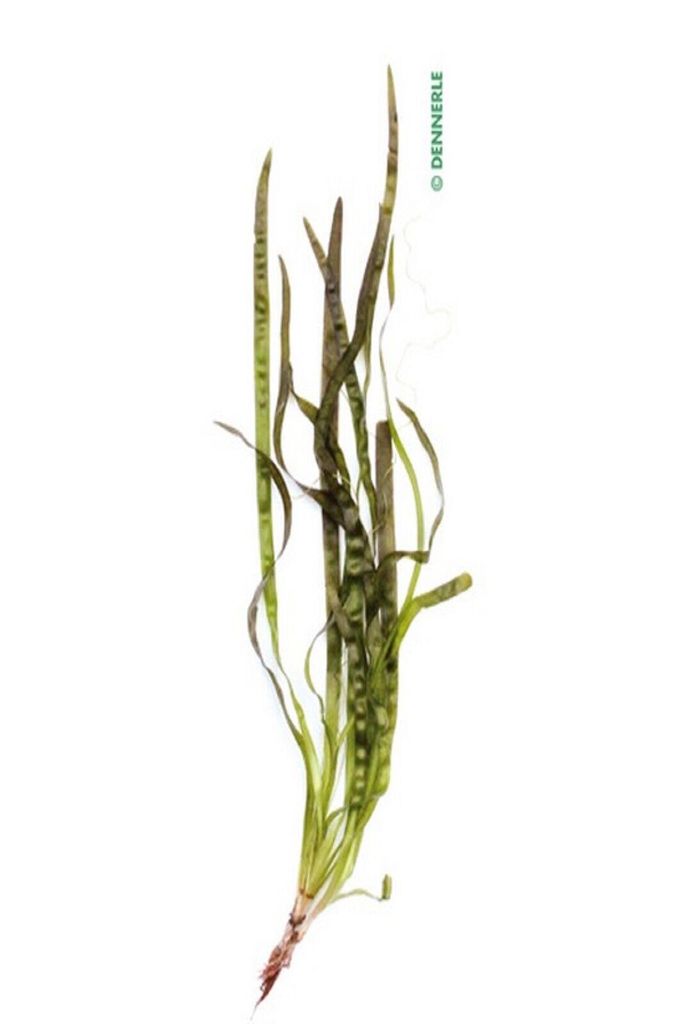 Vallisneria americana(australis) Gigantea Wasserpflanze Aquariumpflanze Dennerle