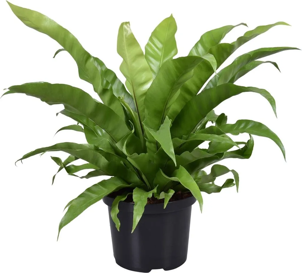 Fougère nid d'oiseau Asplenium : plante facile pour intérieur sombre
